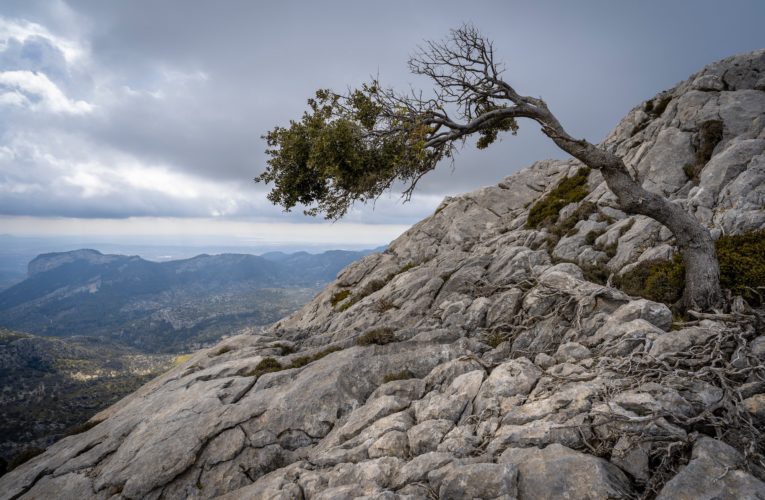 Whitt: The Importance of Resilience in Overcoming Trauma